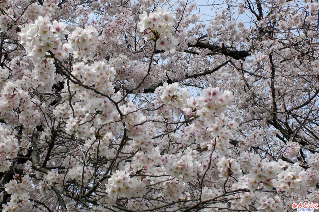 桜の花アップ