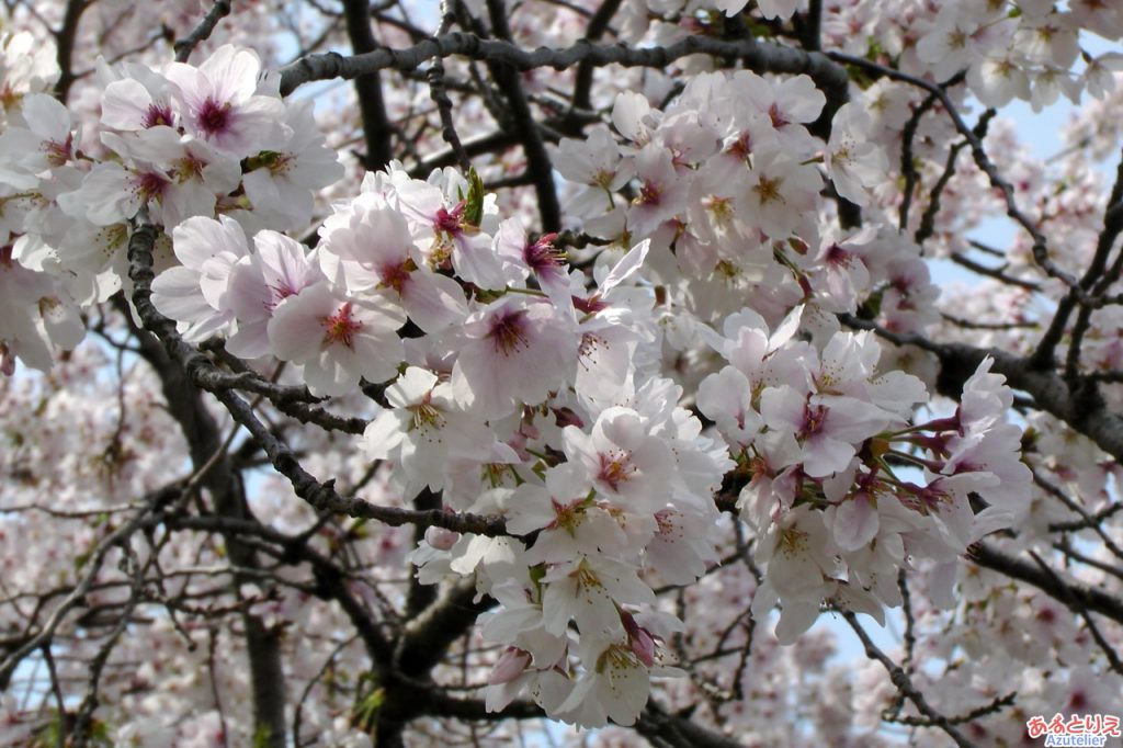 桜の花アップ