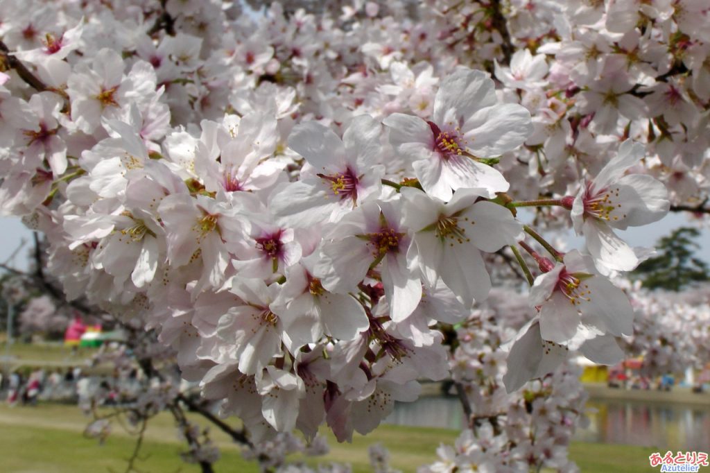 桜の花アップ