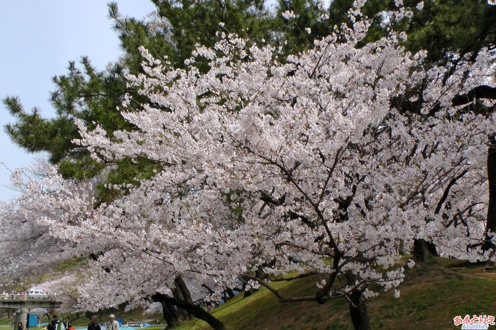 花アップ