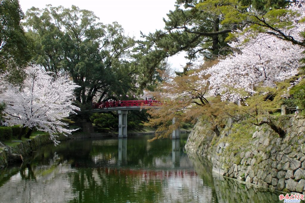 神橋と桜