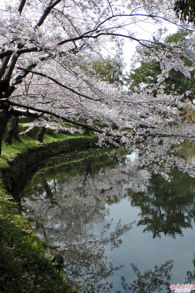 お堀に映る桜