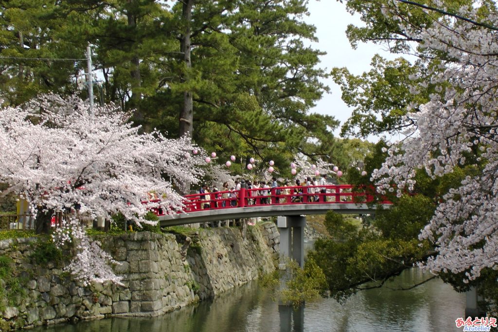 神橋と桜