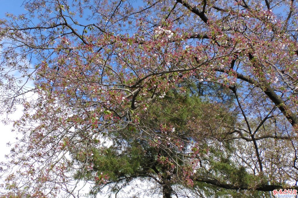 桜はすっかり散ってしまいました