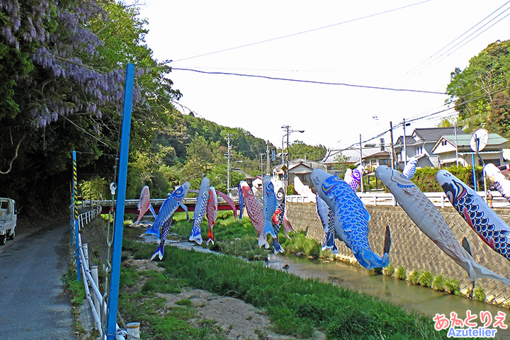 藤の花と鯉のぼり