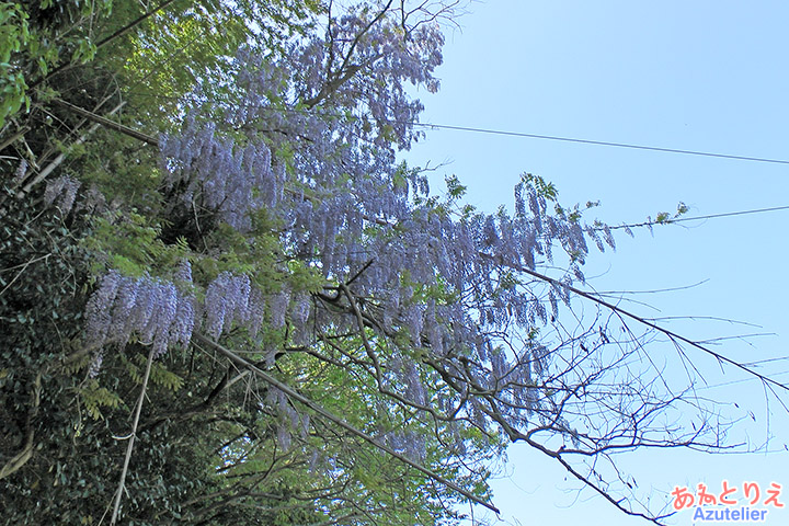 藤の花