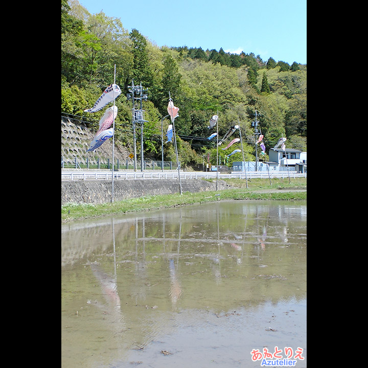 田んぼに映る鯉