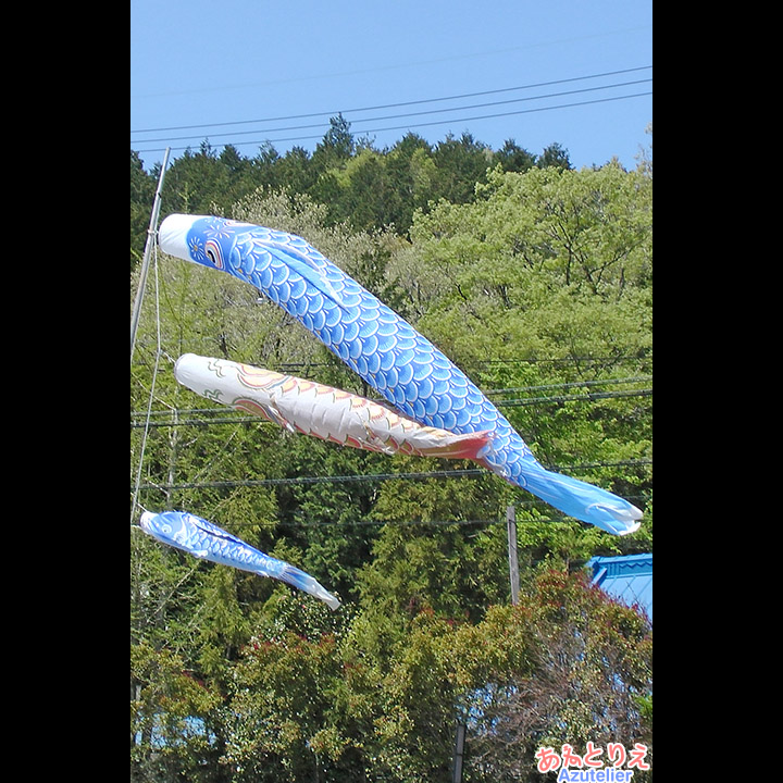 青赤青の鯉