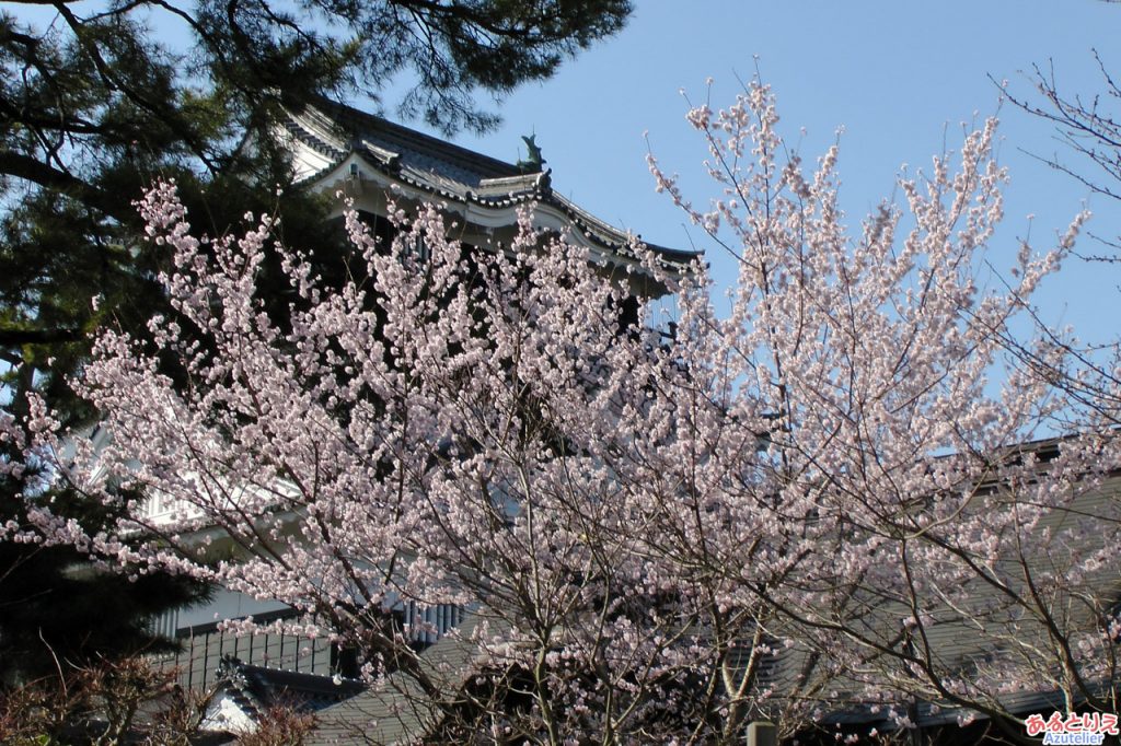 龍城神社庭園の桜