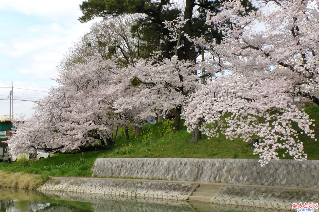 竹千代橋付近の桜