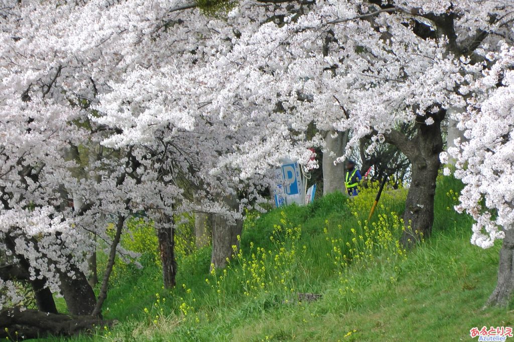 竹千代橋付近の桜(菜の花アップ)