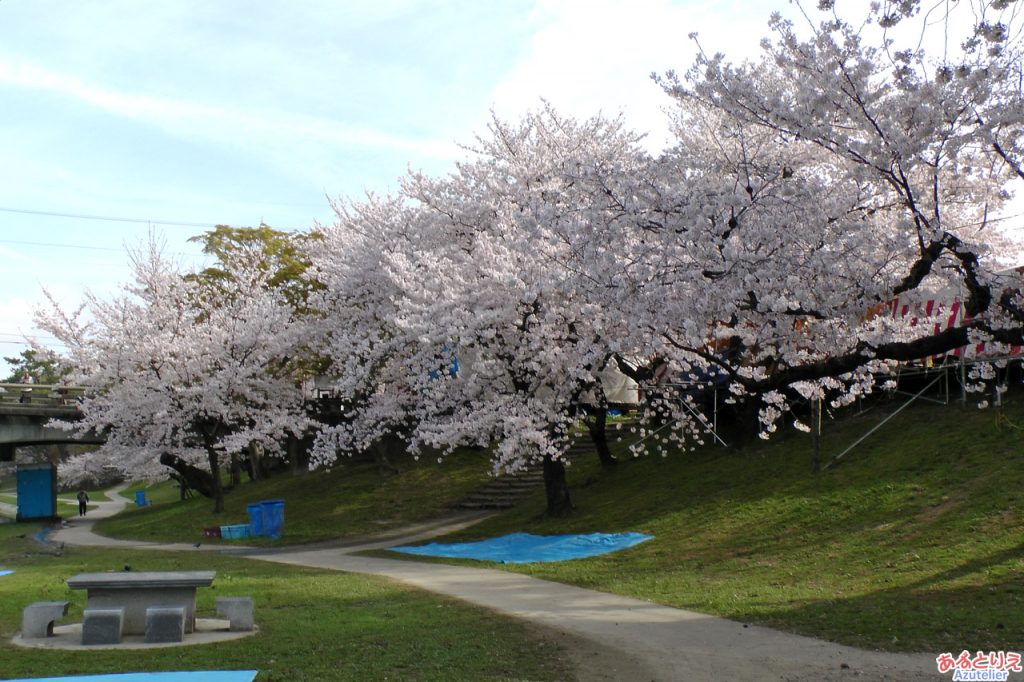 竹千代橋付近の桜