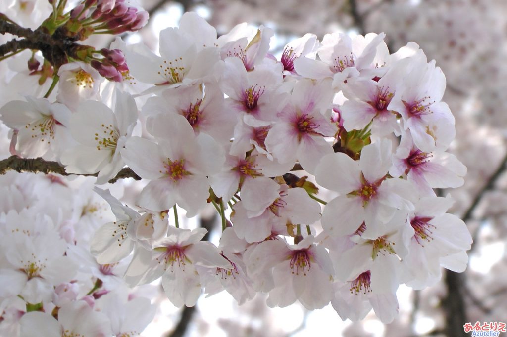 竹千代橋付近の桜