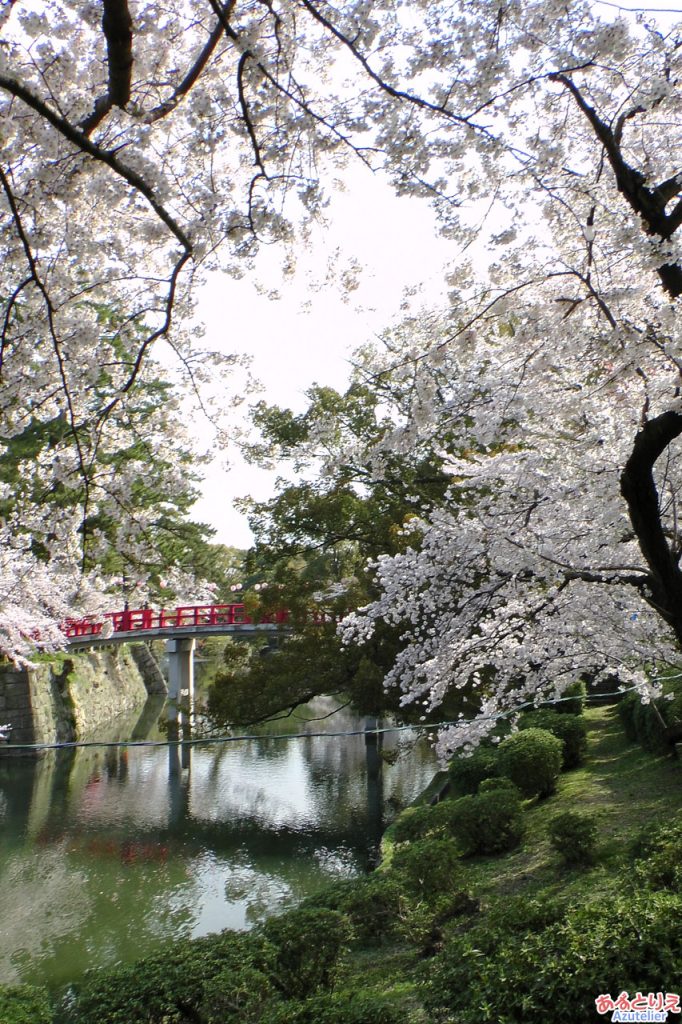 龍城掘(神橋と桜)