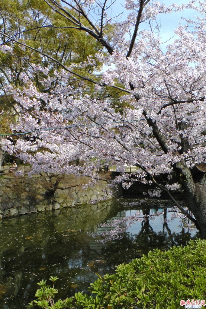 例年だったらこの桜の木が一番に咲くはず。