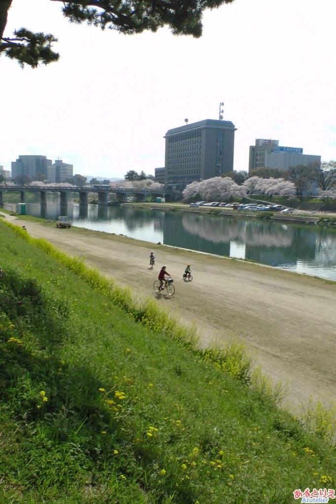 桜と菜の花とたんぽぽと、子供