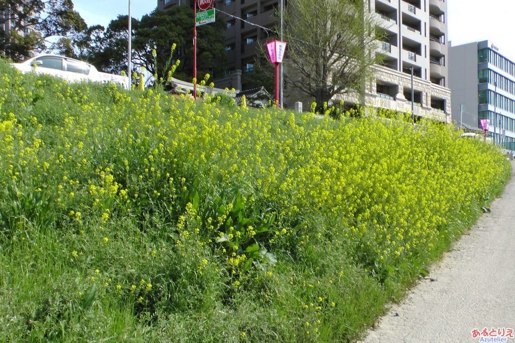 菜の花