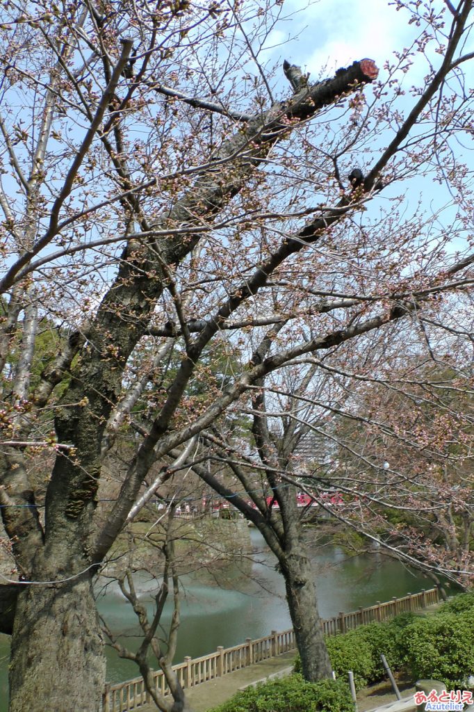 今年の一番咲き？(五万石藤北側の桜)