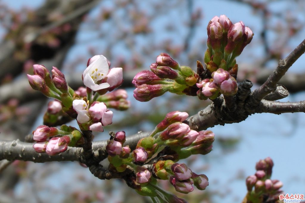 今年の一番咲き？(五万石藤北側の桜)