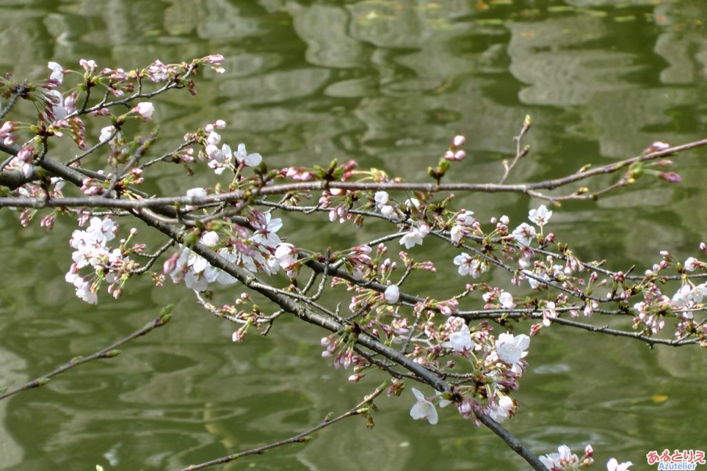 今年の一番咲き？(葵松庵前の桜)