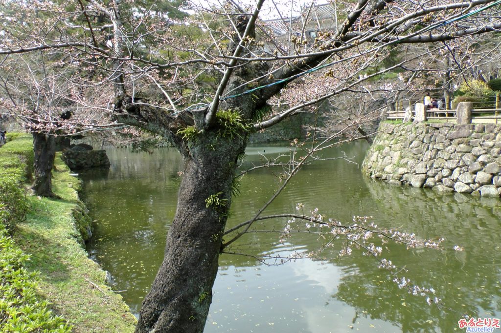 今年の一番咲き？(葵松庵前の桜)