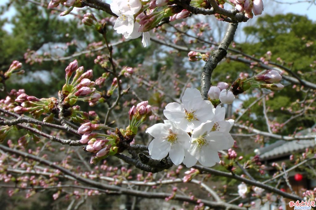 今年の一番咲き？(葵松庵前の桜)