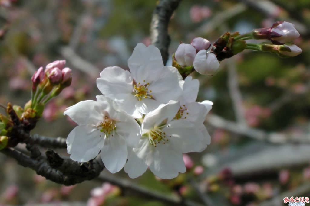 今年の一番咲き？(葵松庵前の桜)