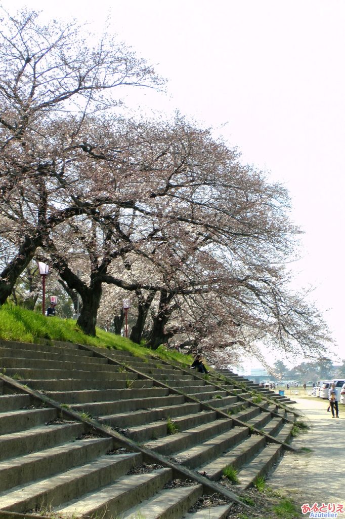 桜まつり始まりました♪