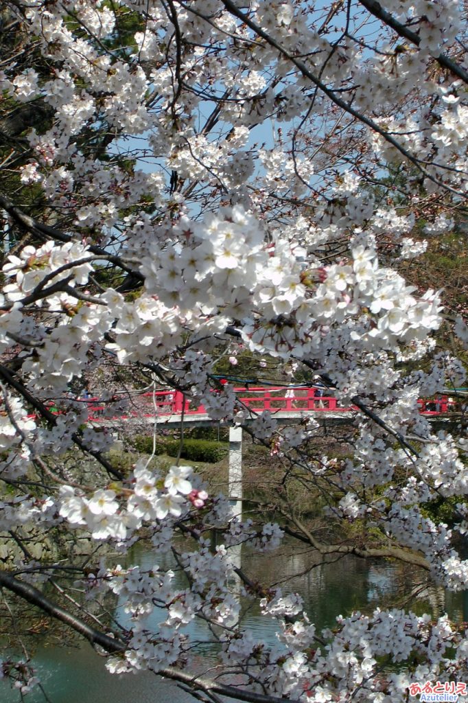 桜と神橋