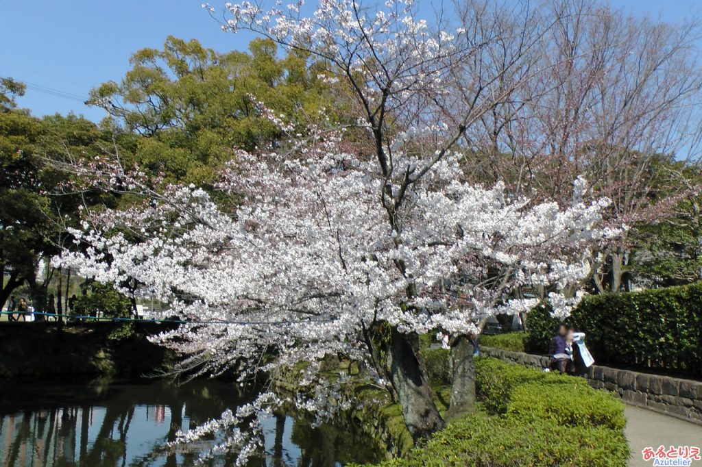 今年の一番咲き！の桜