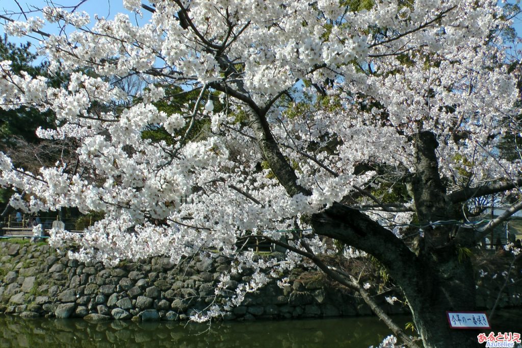 今年の一番咲き！の桜