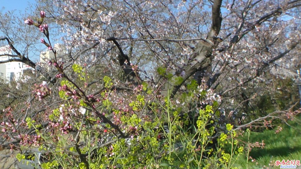 菜の花と桜
