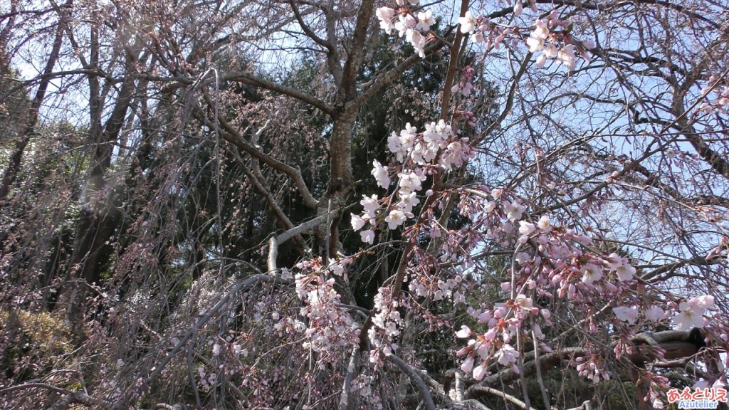 若木はいまいち