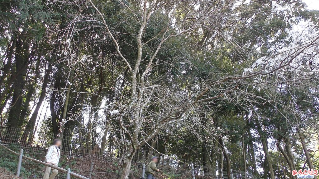 しだれ桜2世