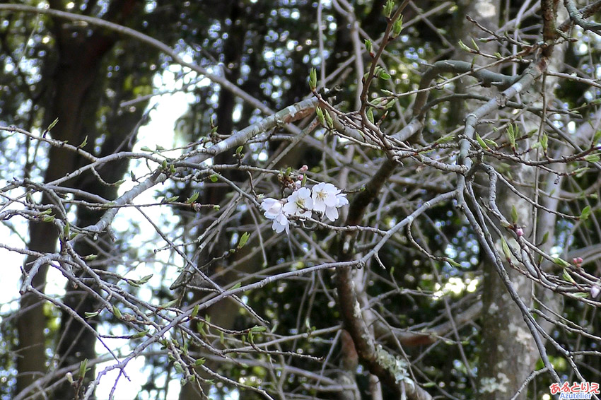 しだれ桜2世