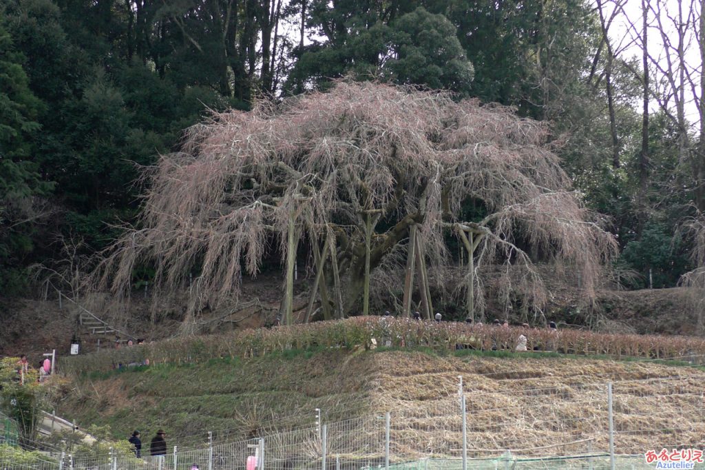 しだれ桜～まだ咲かず～