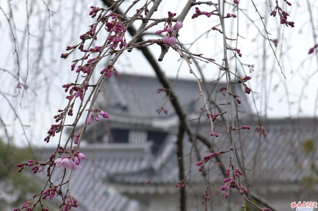 AZUおススメのしだれ桜