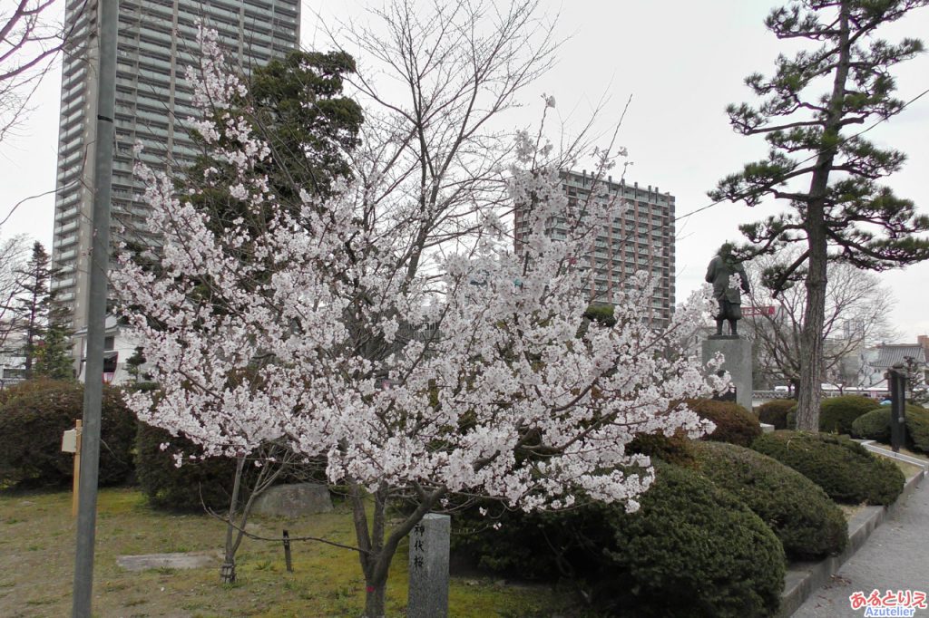 神代桜