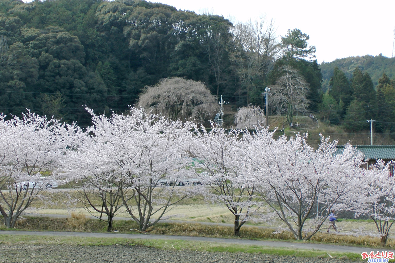 しだれ桜とソメイヨシノのコラボ☆ミ