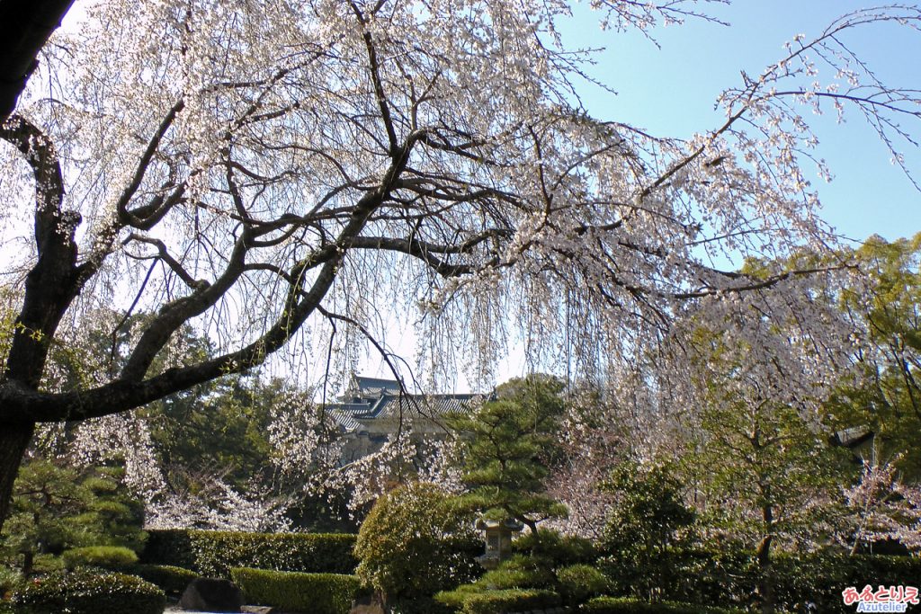 満開の時のしだれ桜