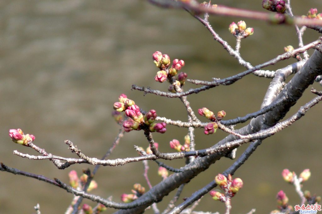 毎年一番咲きになる桜