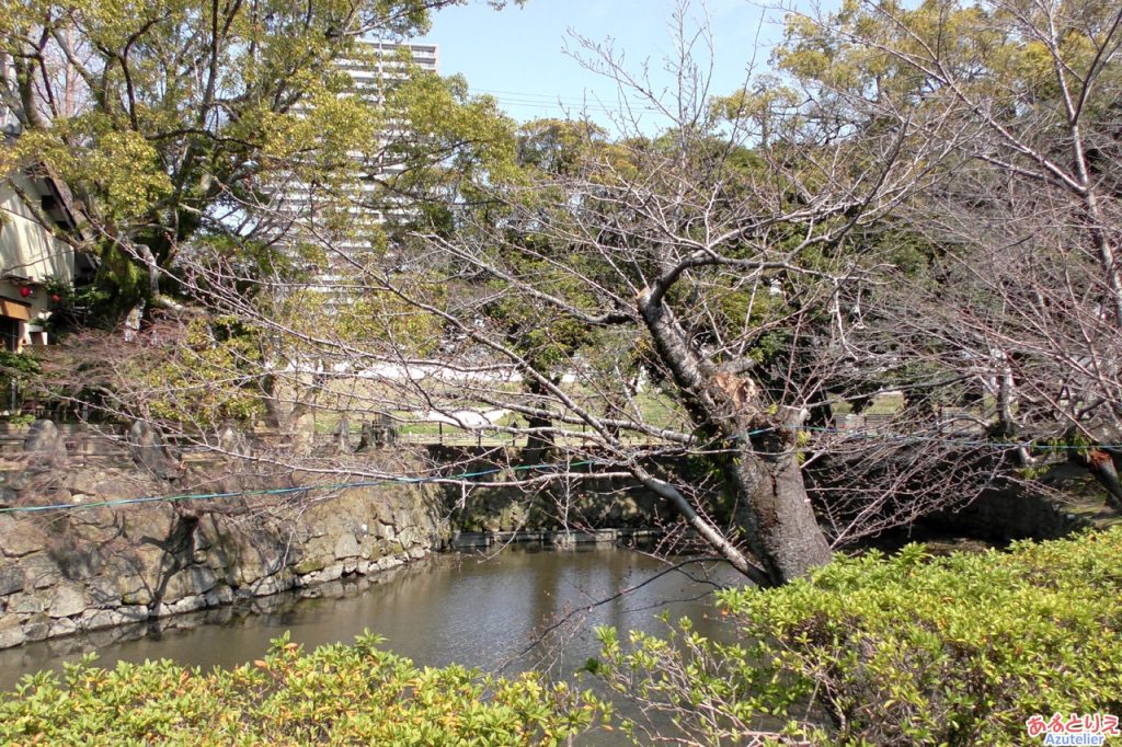 毎年一番咲きになる桜