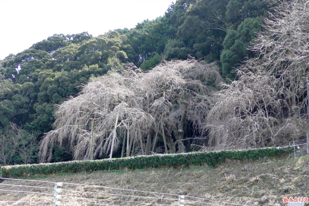 奥山田のしだれ桜