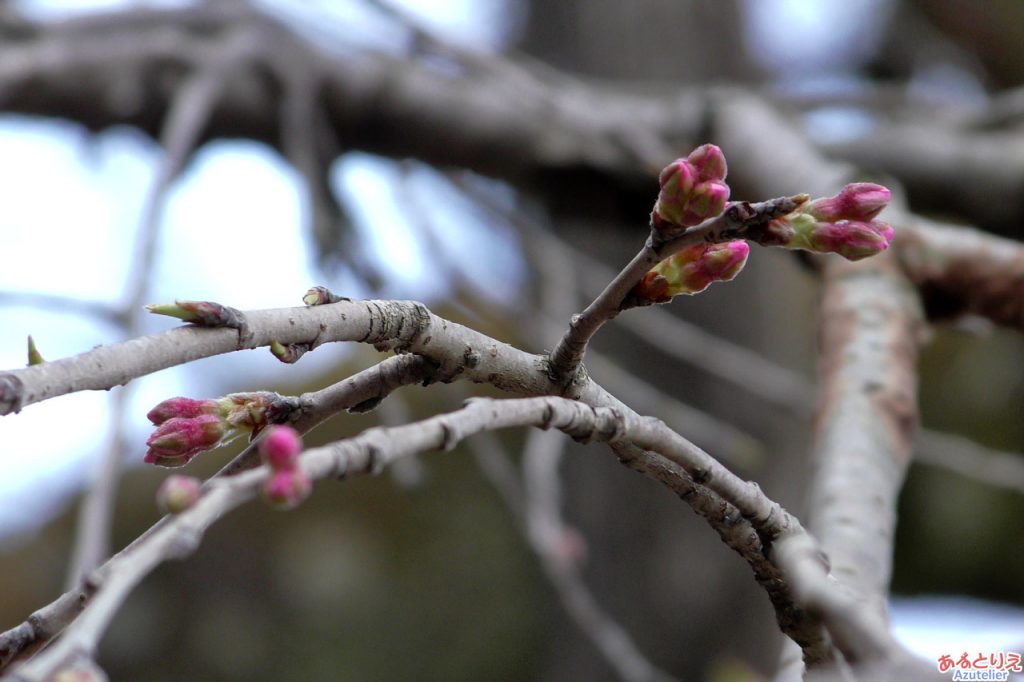 奥山田のしだれ桜