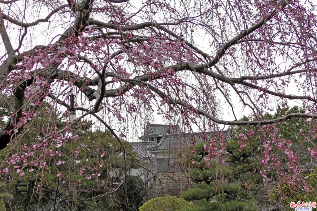 城南亭のしだれ桜、咲いていますね。