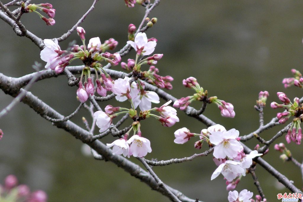 一番咲きの桜