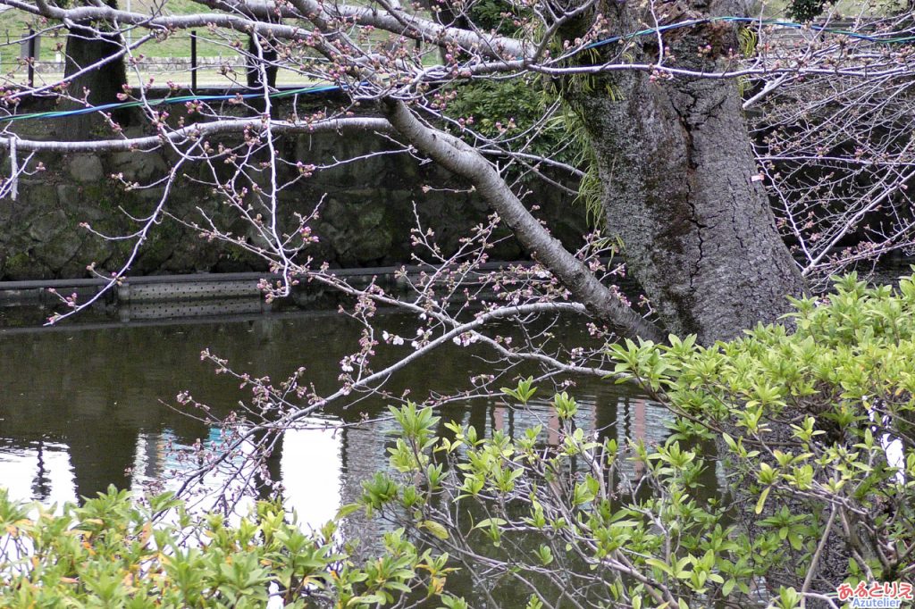 一番咲きの桜