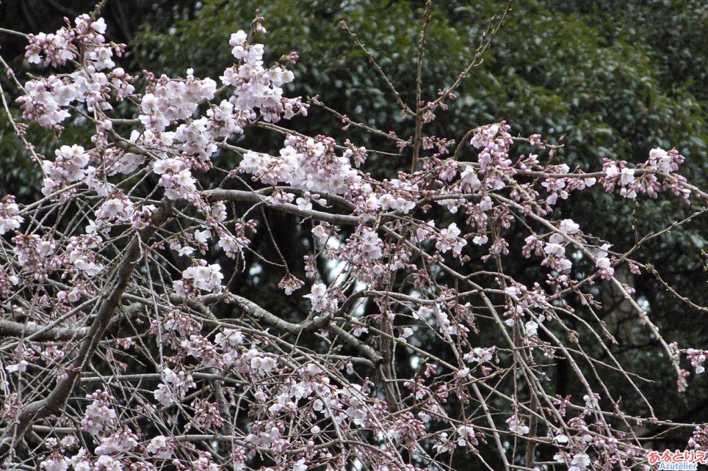 奥山田のしだれ桜