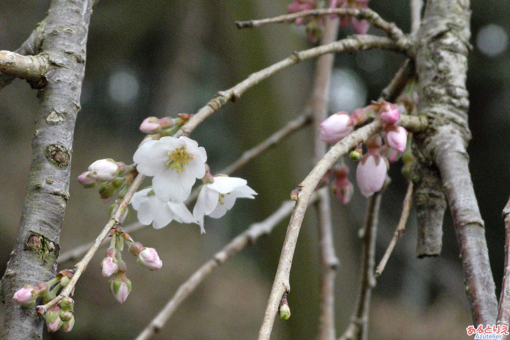 奥山田のしだれ桜