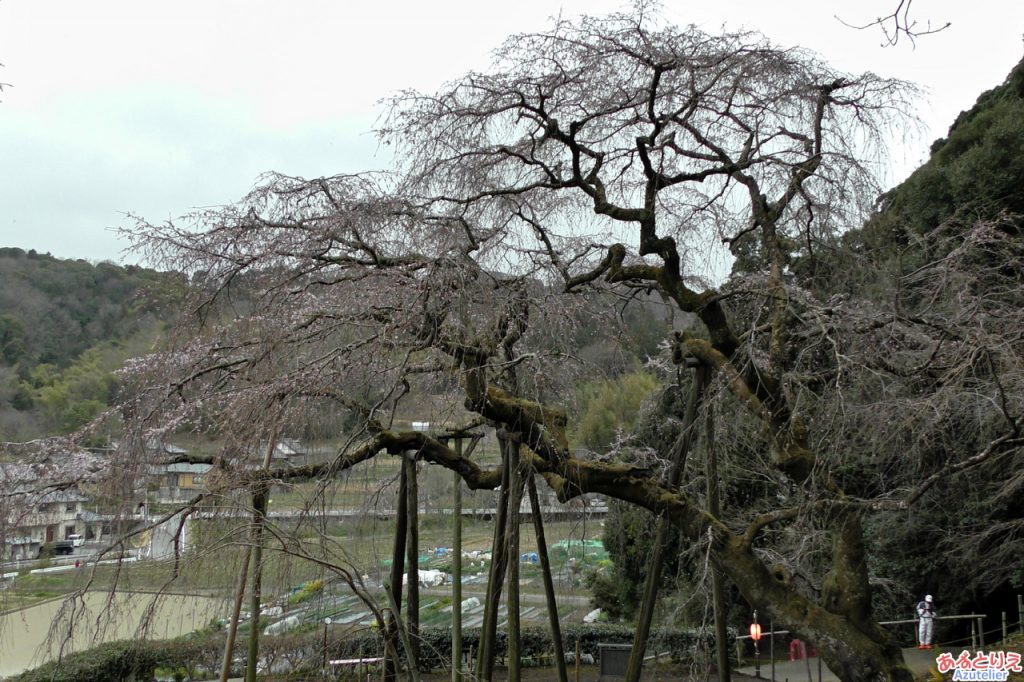 奥山田のしだれ桜